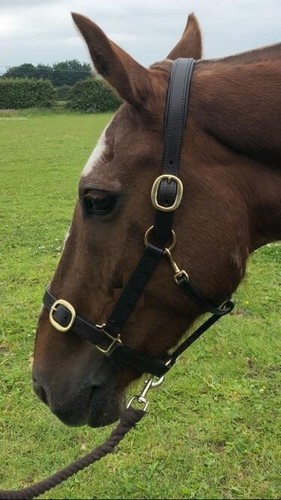 Khs premium leather headcollar - premium,