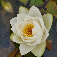 Hermine Dwarf water lily -