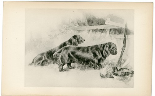 Sussex spaniel dogs rare - sussex,
