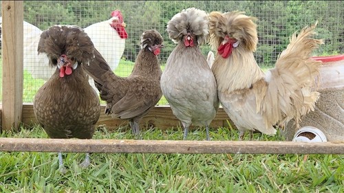 Bantam polish hatching eggs - bantam,
