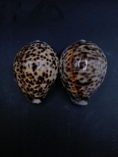 2 x large cypraea Tigris tiger