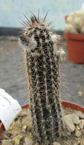 Setiechinopsis mirabilis - mirabilis,