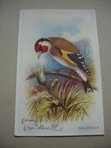 Early 1900s goldfinch - goldfinch, canary
