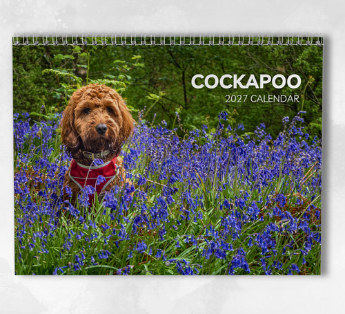 Cockapoo calendar 2027 - cockapoo,