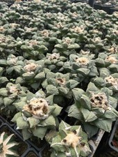 Rare Ariocarpus Fis Hybird