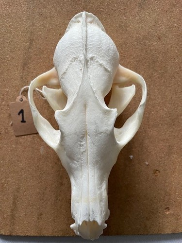 Real fox skull clean - real, a