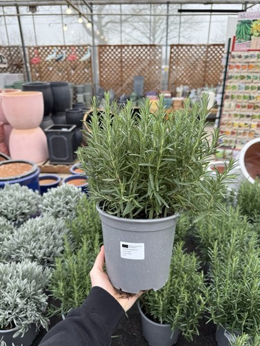 Rosemary plant 14cm pot - rosemary,