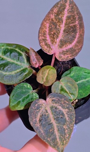 Super rare verigated - ,