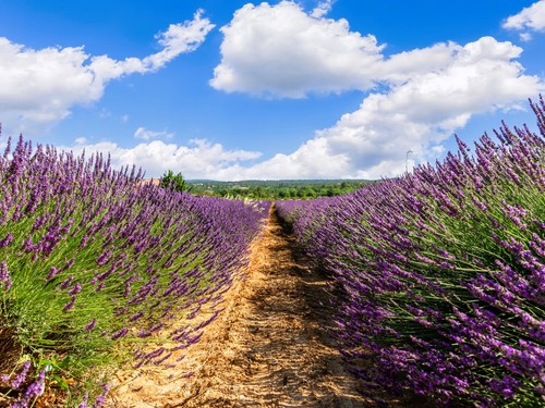 Live grosso lavender plant - plant, +