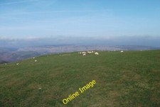 Photo 6x4 In lamb ewes