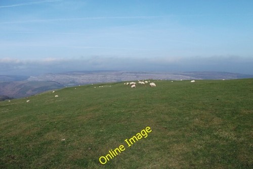 Photo 6x4 lamb ewes - 6x4,