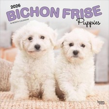 Bichon Frise Puppies 2026 12 x