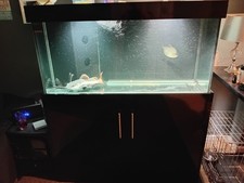 sump fish tank 4 foot x 2 foot