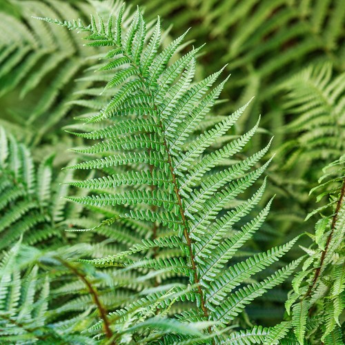 Dryopteris affinis scaly male - dryopteris,
