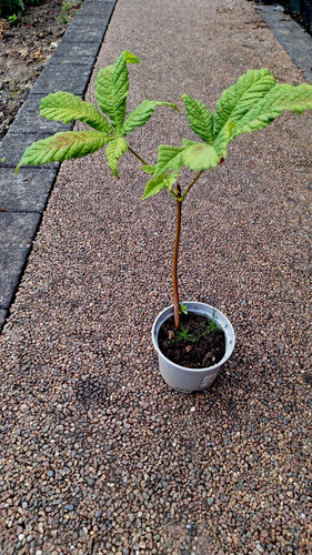 Horse chestnut sapling - horse, sapling.