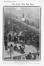 Scene at the Judging at Cruft's Dog Show - Antique Print 1907