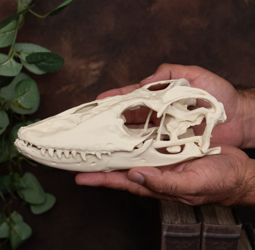 Komodo dragon skull replica - dragon,