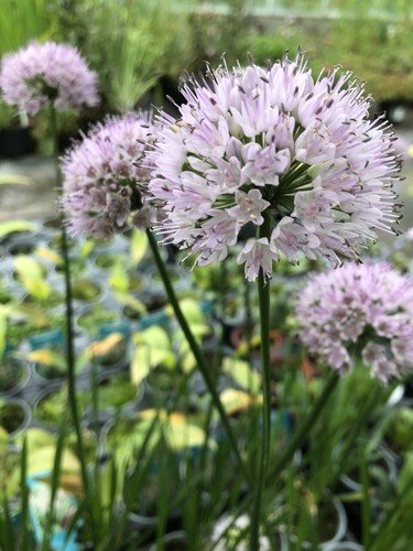 Allium summer beauty bee - summer,