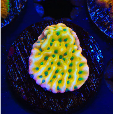 Beach bum montipora coral - jf,