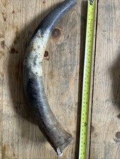 Primitive Bull Cow Horn 04 (36cm)