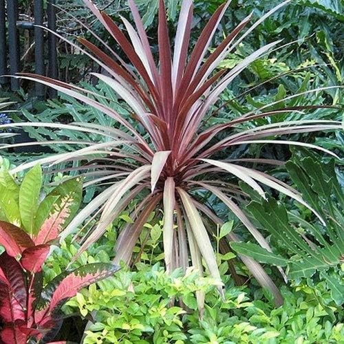 Cordyline red star plant - red, –