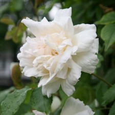 Climbing Rose - MADAME ALFRED