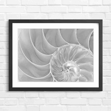 Iridescent Nautilus Shell
