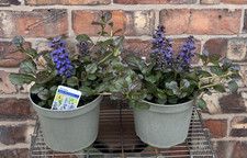 Large Ajuga Black Scallop