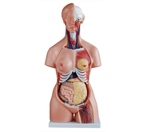 Model anatomy professional - anatomy,