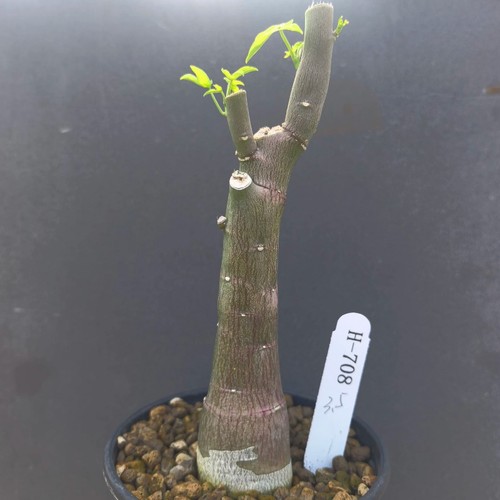 4cm succulent cactus plant - cactus,