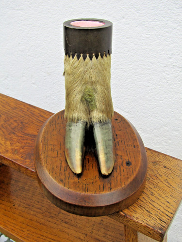 Antique victorian taxidermy - victorian,