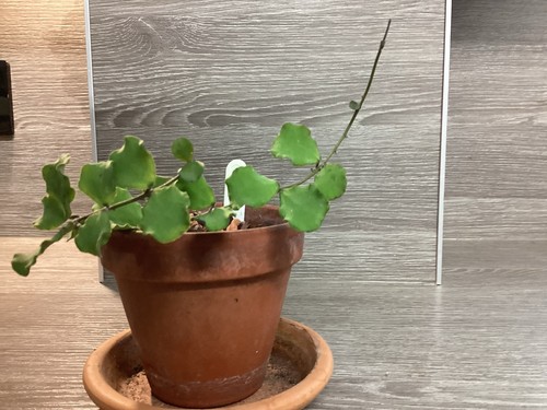 Hoya kanyakumariana year - hoya, 1-2