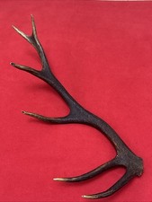 ONE RED DEER ANTLER 379g. aprox.52cm.