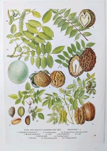 Vintage botanical nut - botanical,