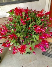 Bright red Christmas Cactus