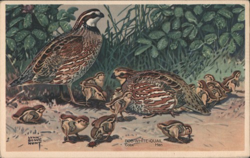 Birds bob white quail - bob-white, family