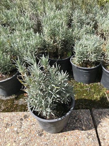 Lavender intermedia grosso - x, 'grosso'