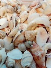 x150 mixed white SEASHELLS