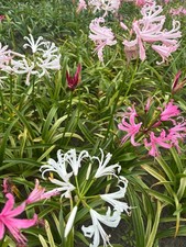 Ten Mixed Colour Bowden Lily or Nerine bowdenii (Bulbs) Free UK Postage