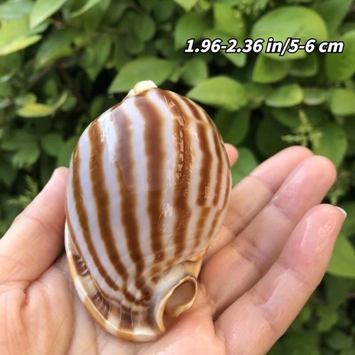 9cm natural sea snail shell - 5-9cm,