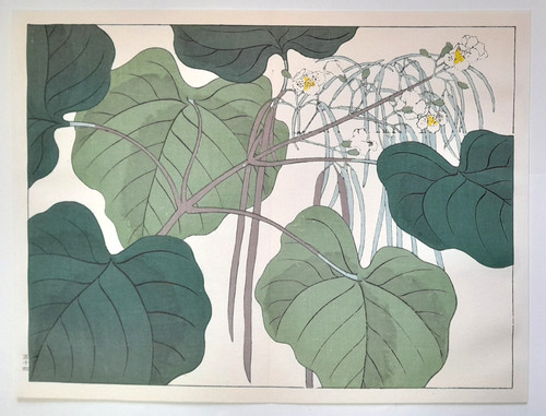 Hoitsu catalpa flowers sed - hoitsu,