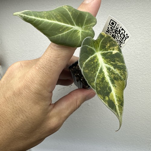 Alocasia black velvet - , gold