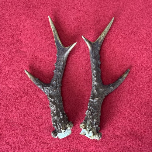 Pair roe deer antlers - roe,