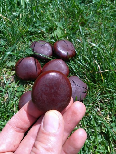 Entada rheedii seeds african - seeds,,