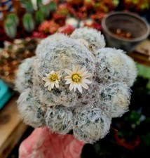 Mammillaria Plumosa | The