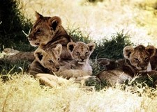 African Lion Lobby Card THE