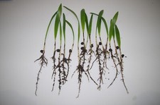 100 Trachycarpus Fortunei hardy palm tree seedlings