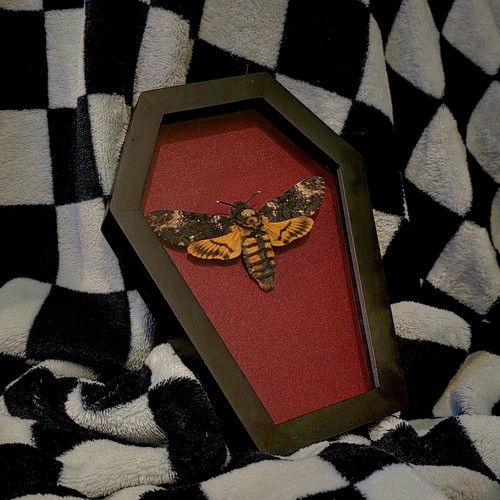Death head hawk moth - moth, in