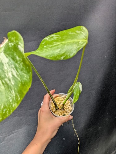Monstera deliciosa albo - monstera,