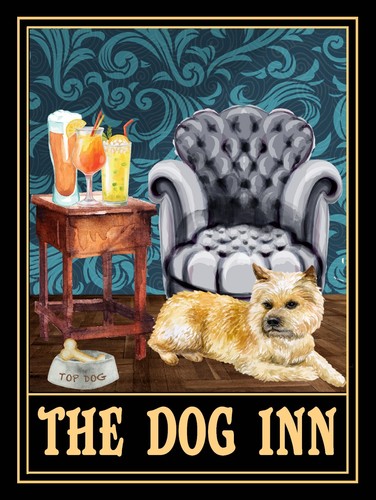 Norwich terrier the dog - norwich, inn